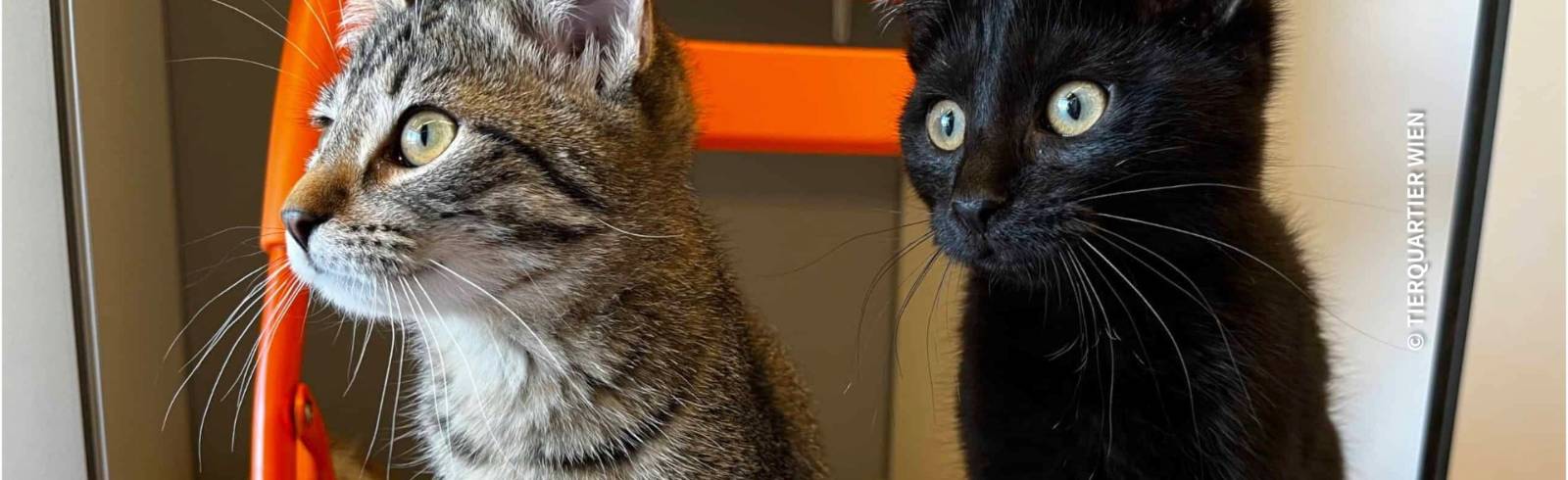 Bezirksflash: Katzenfund in Ottakring