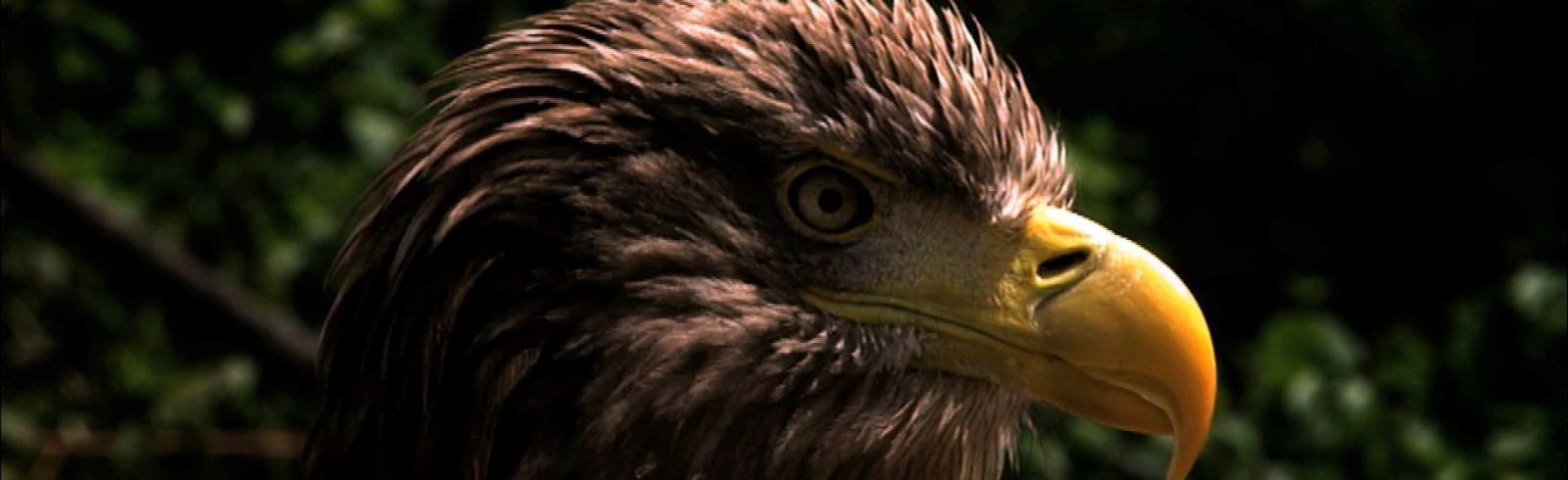 Seeadler: Teilzeit-Wienerin mit Langstreckenrekord