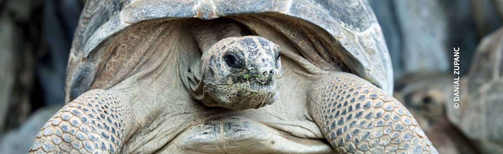 Bezirksflash: Weltschildkrötentag in Mariahilf