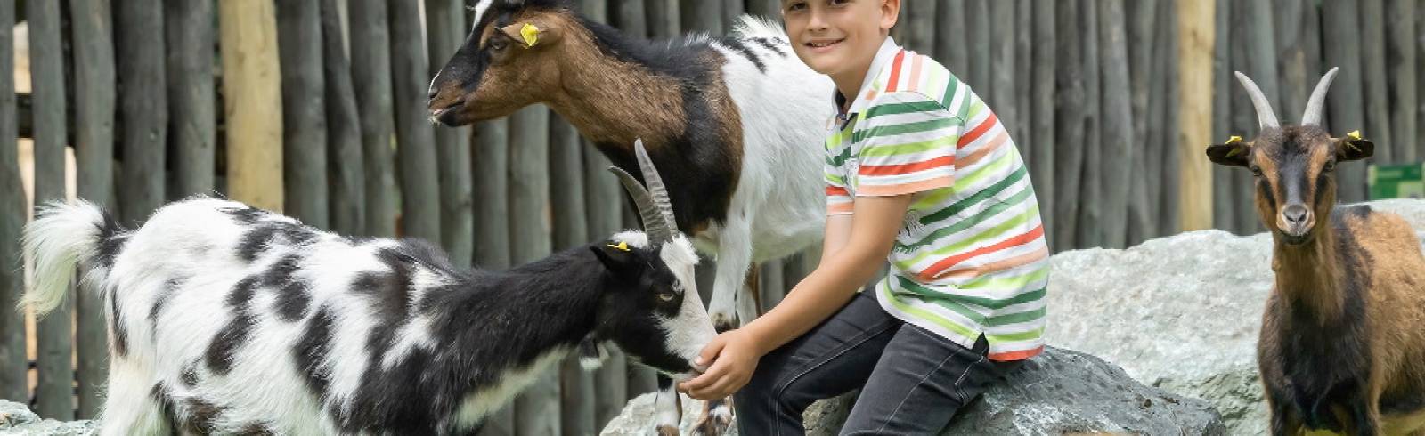 Neuer Streichelzoo im Tiergarten