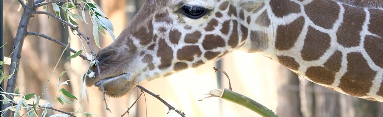 Giraffe Amari bereits ein halbes Jahr alt