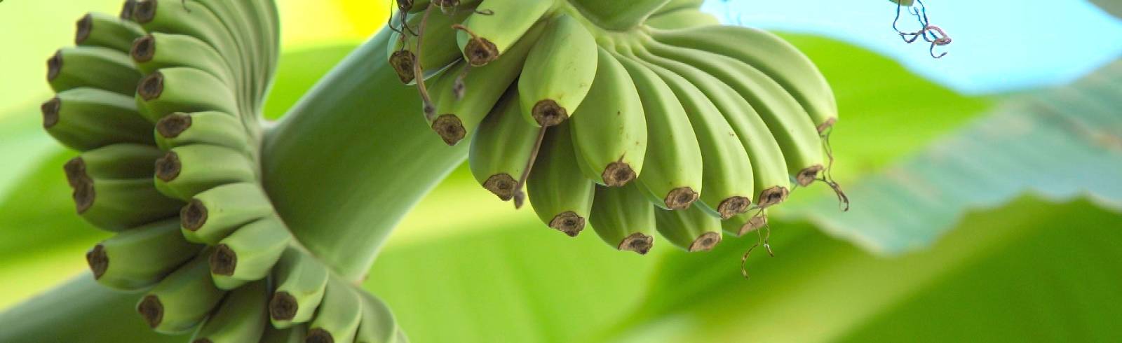 Kleine Sensation: Bananen im Gemeindebau