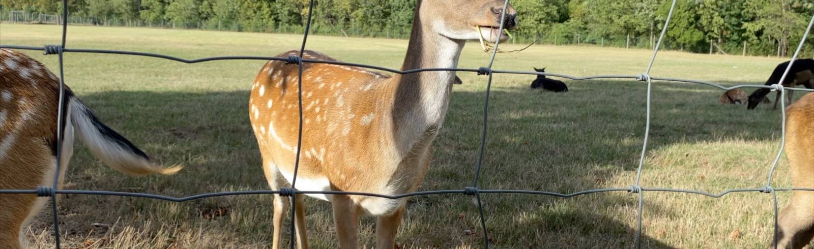 Dialogwanderung im Lainzer Tiergarten