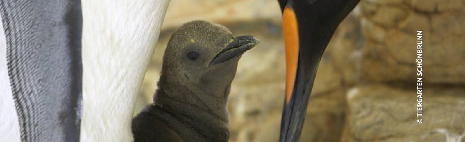 Bezirksflash: Pinguin-Nachwuchs in Schönbrunn