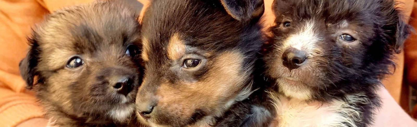 Bezirksflash: Welpen in Schuhkarton ausgesetzt