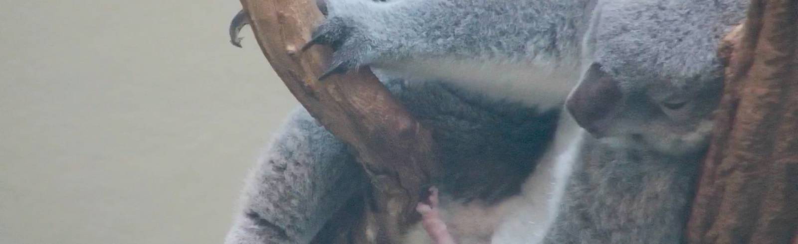 Bezirksflash: Koala-Nachwuchs in Schönbrunn