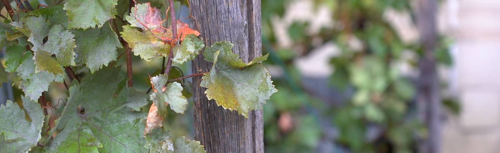 In Wien beginnt die Weinlese