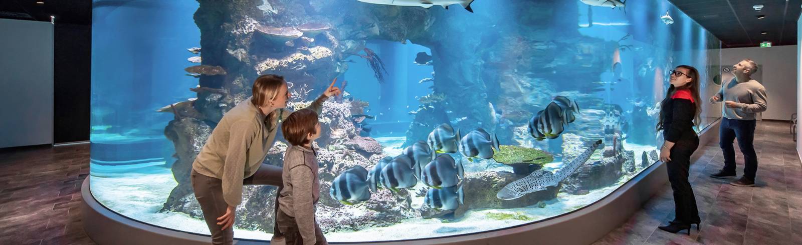 Jubiläum: Haus des Meeres wird 65