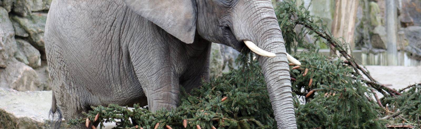 Tiergarten: Abwechslung für Elefanten