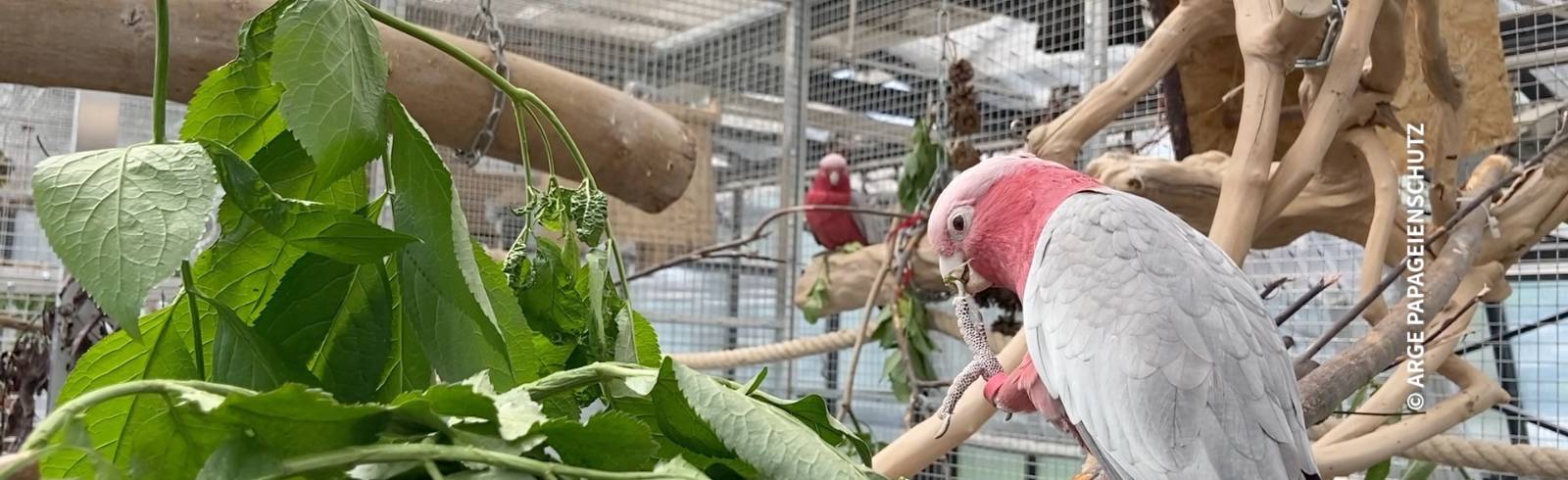 Bezirksflash: Papageienschutz am Alsergrund