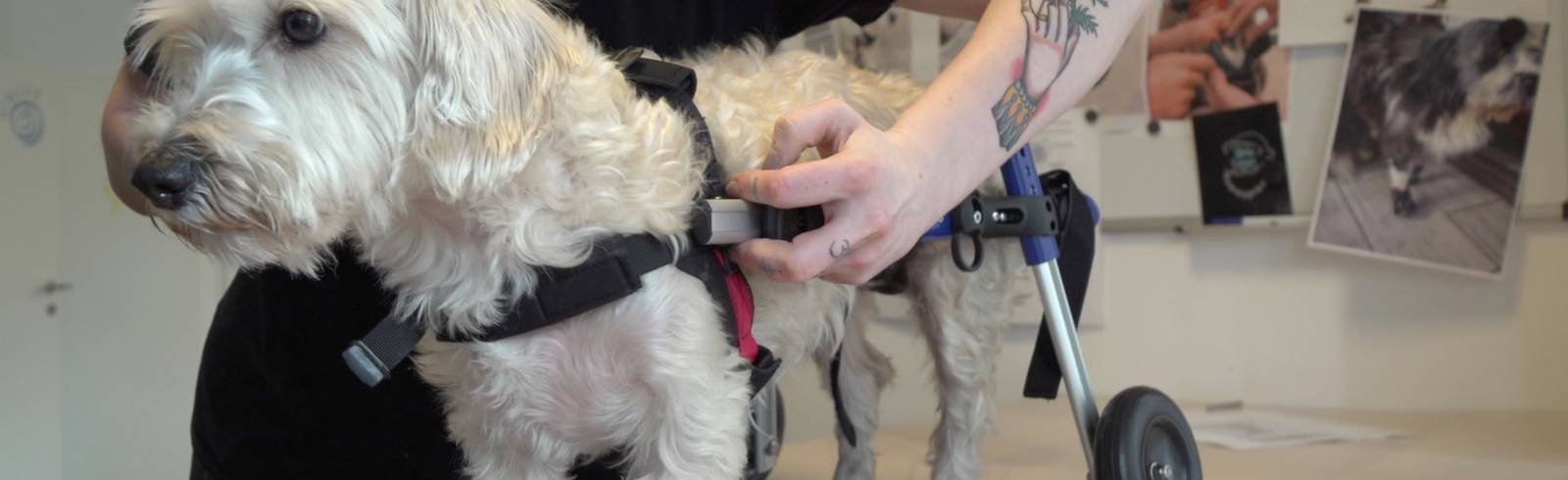 Tierische Geh-Hilfe: Neuer Rollwagen für Susi