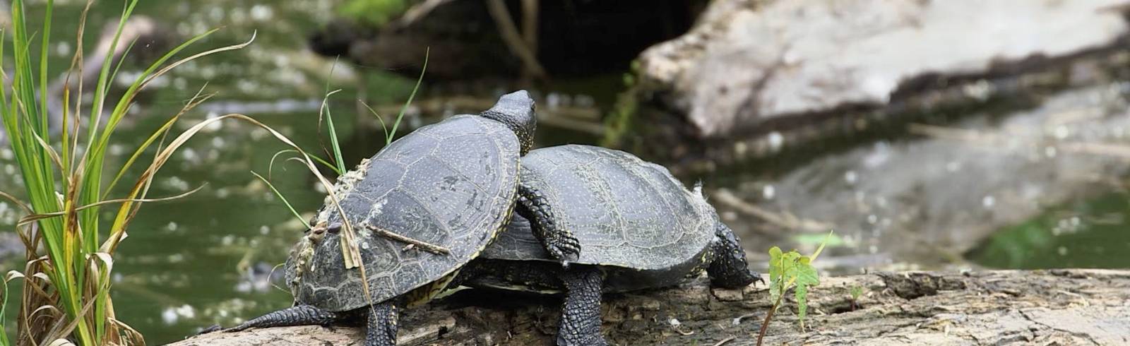 Nachwuchs bei bedrohter Schildkröten-Art
