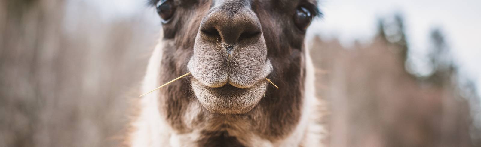 Lamas blockieren Matzleinsdorfer Platz Schnellbahn