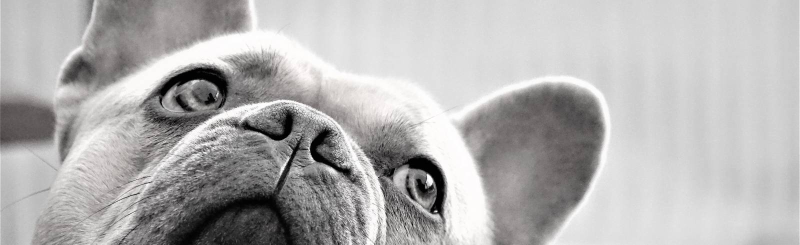Tote Bulldogge: Trauer nach Balkon-Wurf