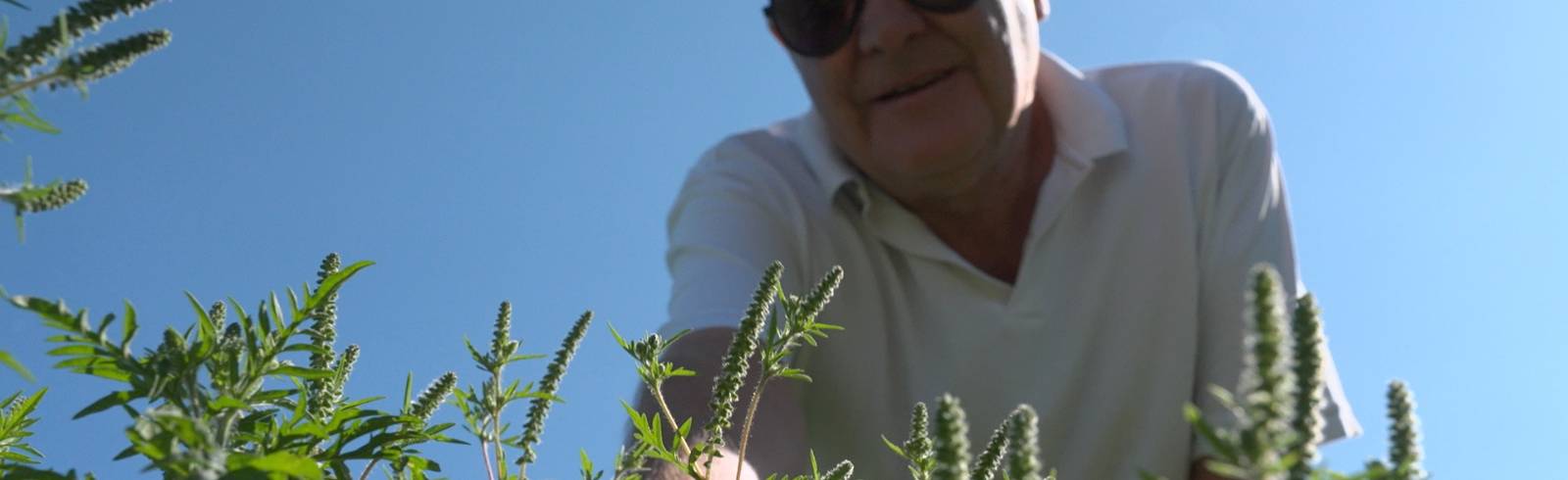 Ragweed: "Wir haben jetzt schon Belastungen"