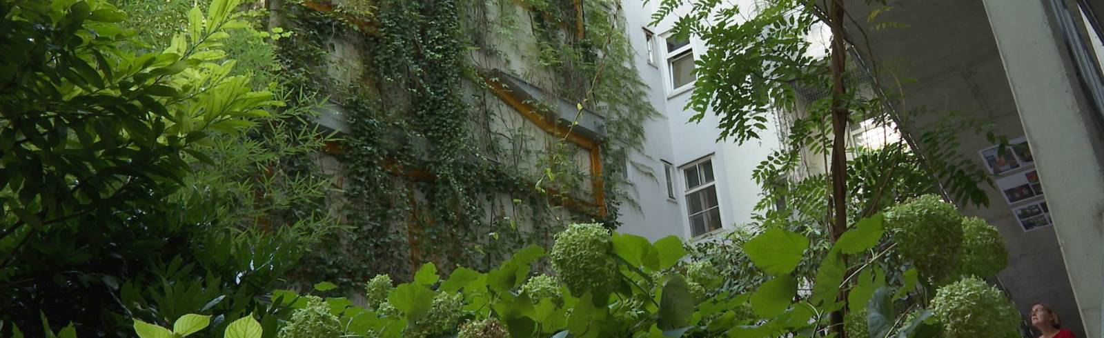 Fassadenbegrünungen: Schwierige Umsetzung