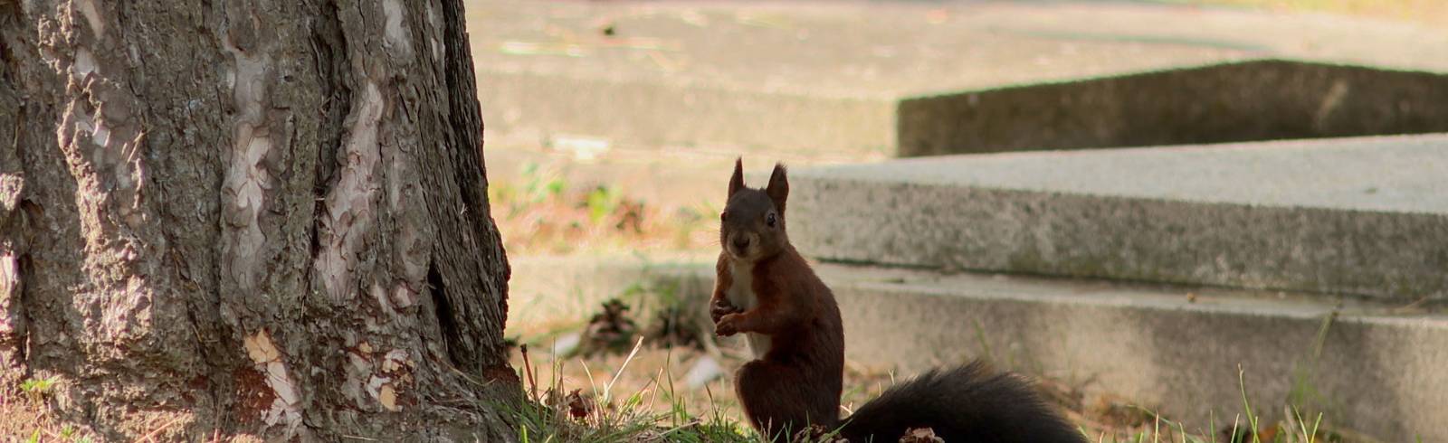 Zentralfriedhof: Viel Leben unter den Toten