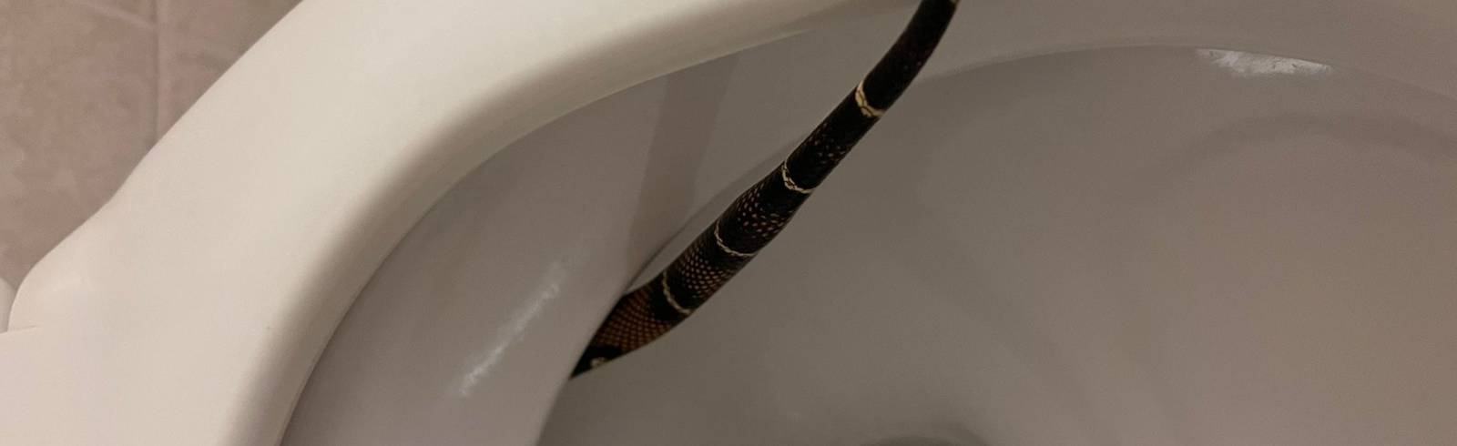 Bezirksflash: Schlange in Hoteltoilette in der Donaustadt