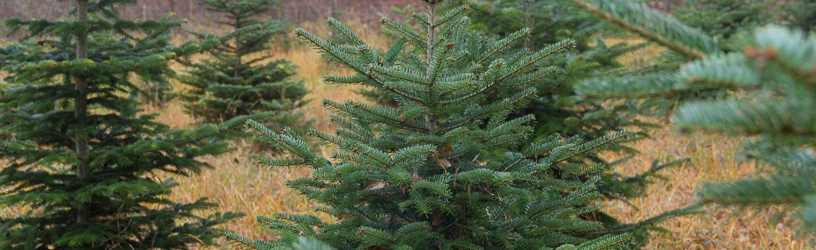 Christbaumverkauf startet am Freitag