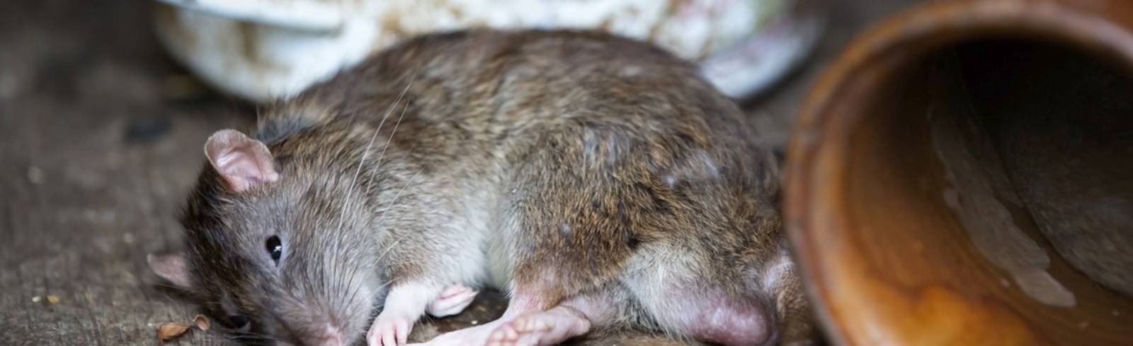 Schwedenplatz: Kampf gegen Ratten