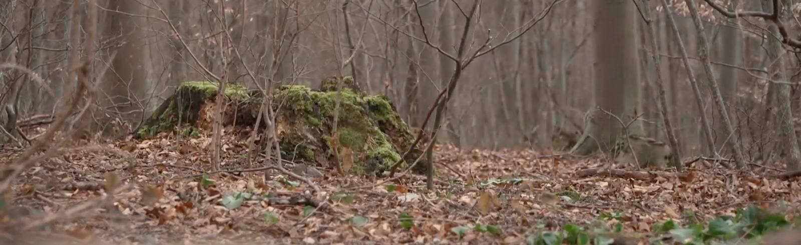Wiener Wald: Leiche identifiziert