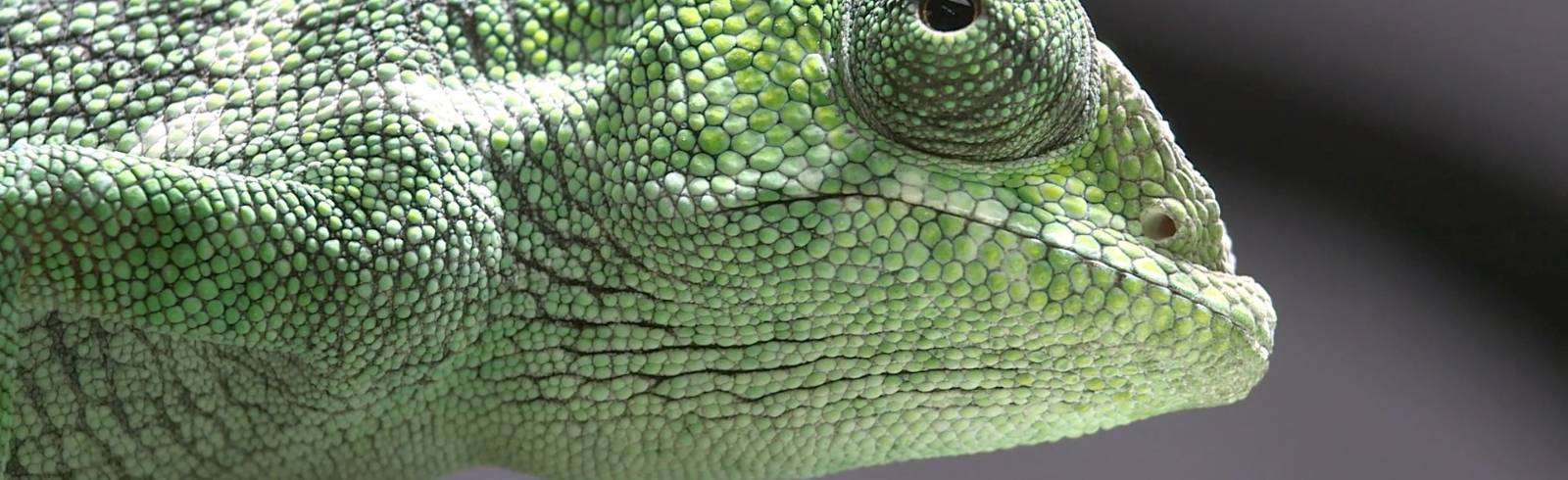 Tiergarten Schönbrunn feiert ersten Internationalen Tag des Chamäleons