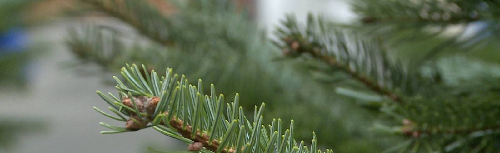 Oh Tannenbaum: Christbaumverkauf startet