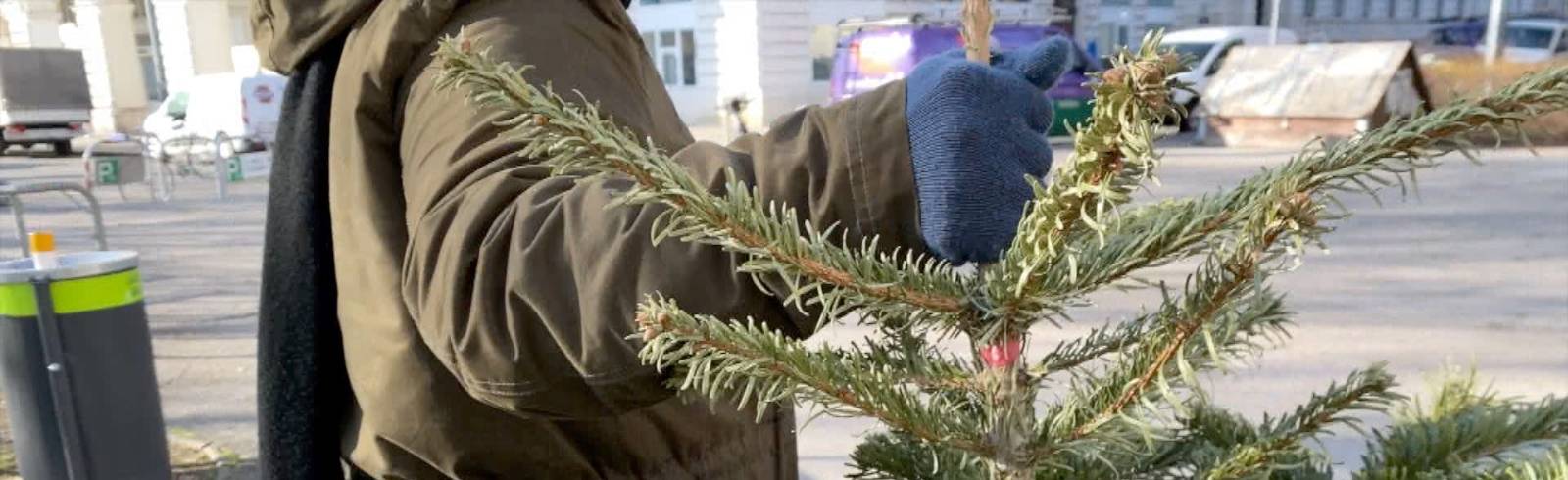 O Tannenbaum: Christbäume werden Fernwärme