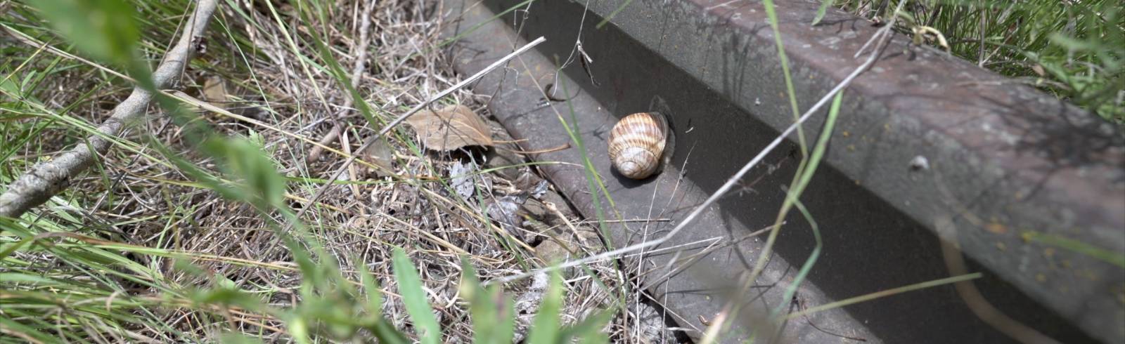 Vom Bahnhof zur Wildnis: Wiens größtes Naturprojekt nimmt Fahrt auf