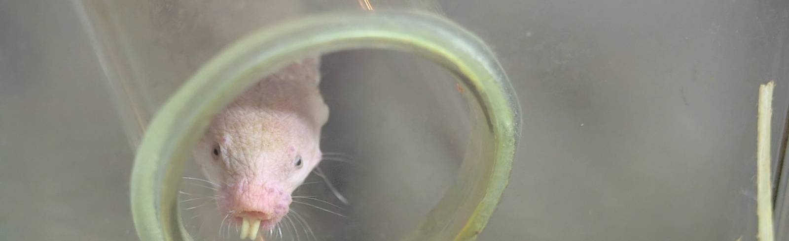 Nacktmull-Nachwuchs in Hietzing