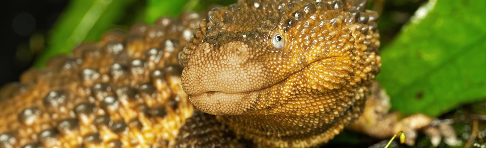 Schönbrunn: Erstmals Taubwarane im Terrarienhaus zu sehen