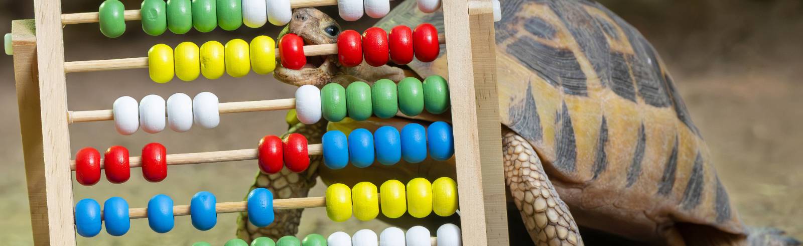 Schönbrunn: Tiergarten macht Inventur