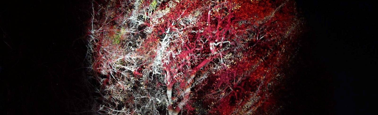 Strauss-Jahr 2025: Ein feministischer Blumenstrauß aus Licht