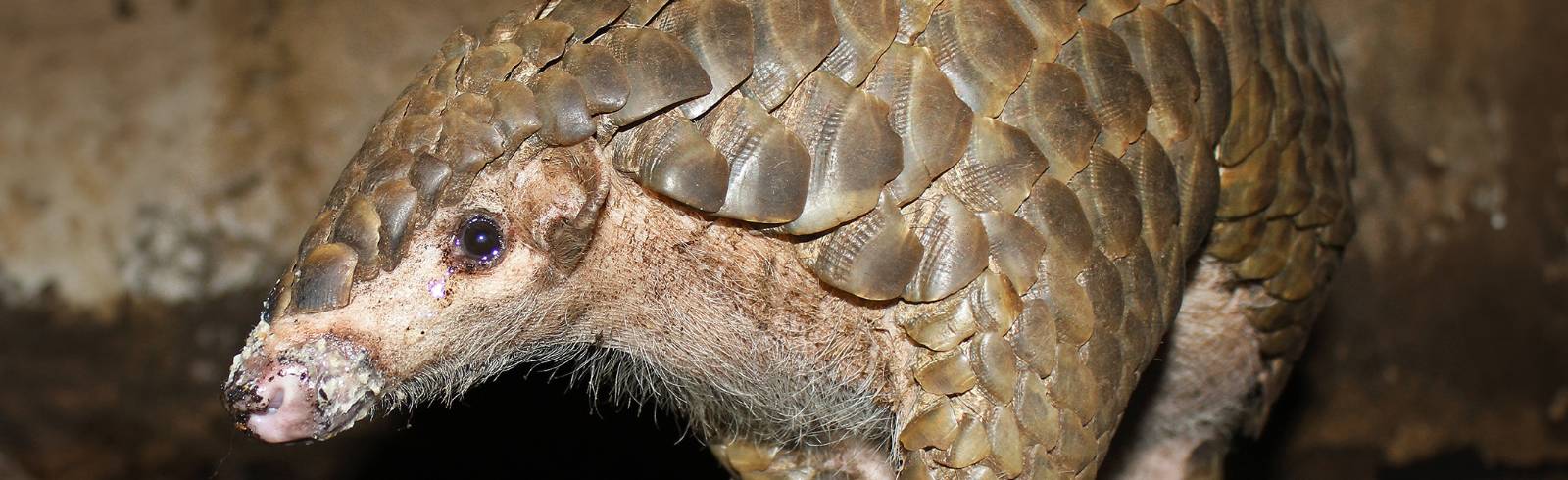 Tiergarten Schönbrunn bekommt erstmals Schuppentiere