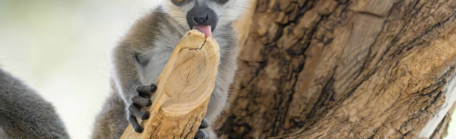 Tiergarten Schönbrunn: Nachwuchs bei den Kattas