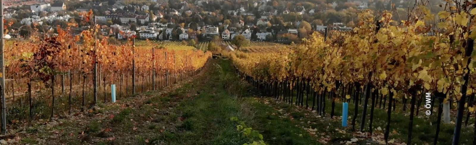 Wiener Wein: Winzergruppe will neue Regeln