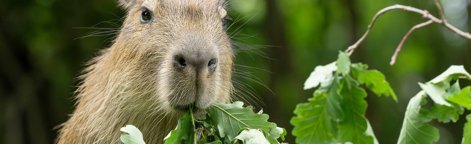 Tiergarten: Äste aus Wiener Stadtgebiet für Wasserschweine