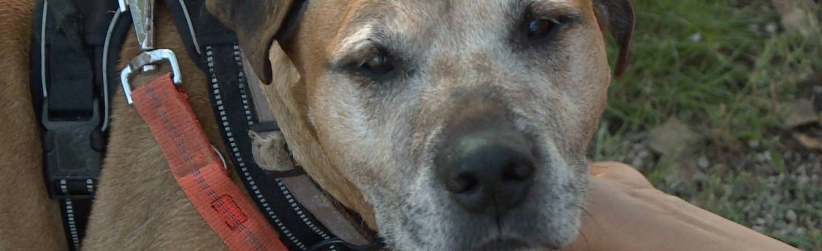 Tierschutz Austria warnt vor Sommerhitze