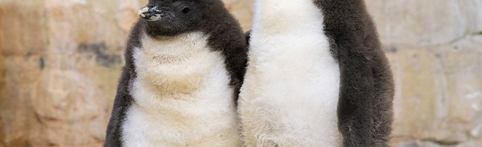 Bezirksflash: Pinguine in Schönbrunn geschlüpft