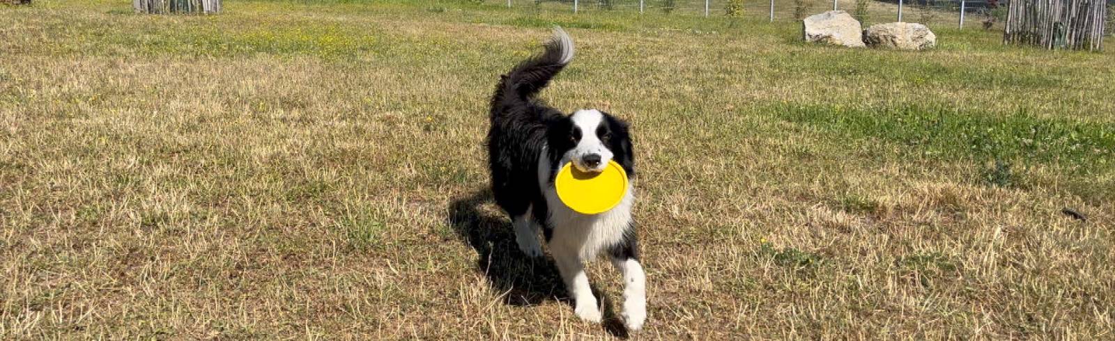 Hundstage: Darauf ist bei Haustieren zu achten