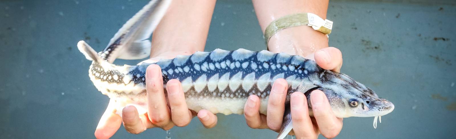 Stör-Zuchtprojekt: Wann kommt der Hausen wieder nach Wien?