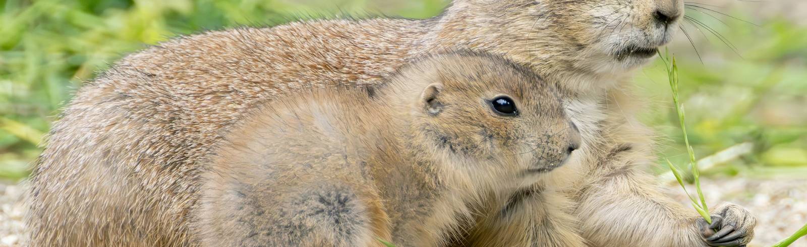 Tiergarten Schönbrunn: Präriehund-Nachwuchs zeigt sich