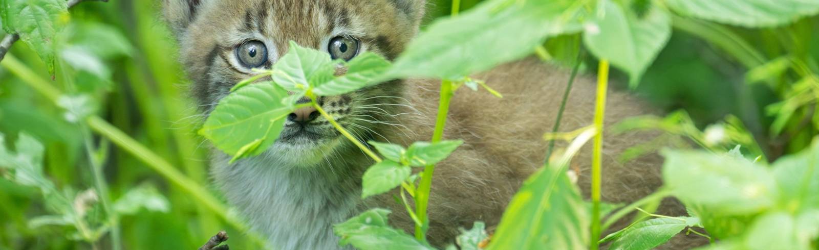 Luchs-Drillinge erkunden Waldgehege