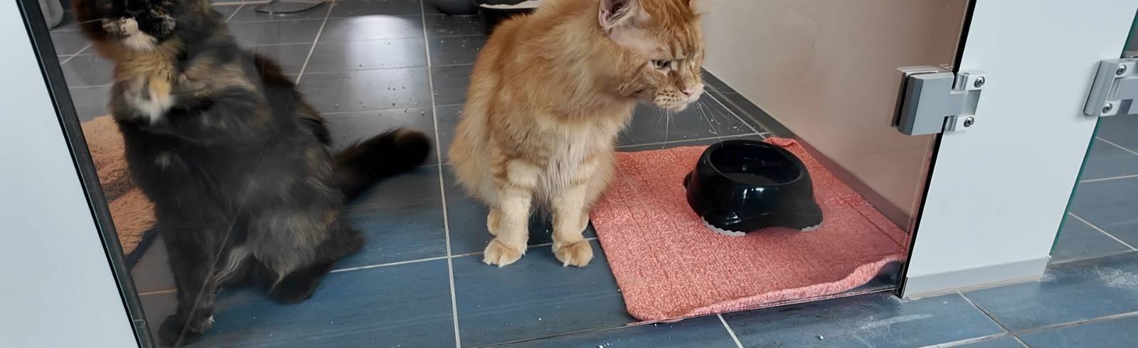 Tierquartier Wien: bereits 400 Katzen aufgenommen