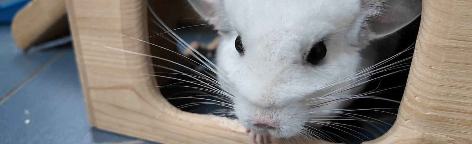 Tierquartier sucht Tierpat*innen