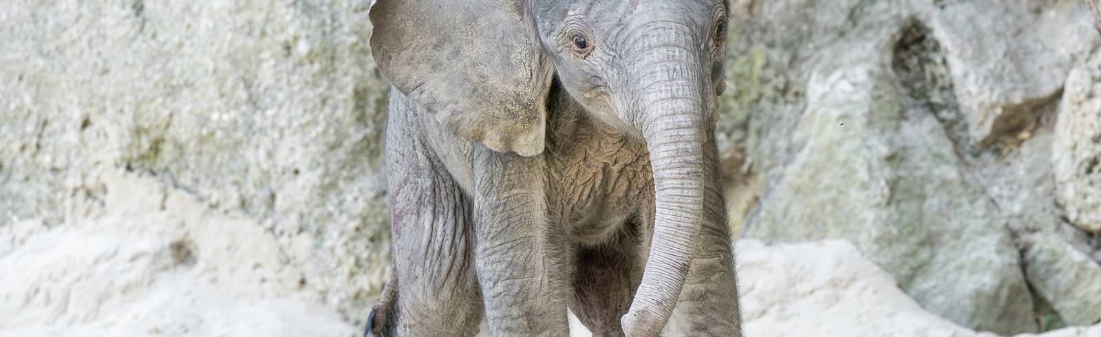 Schönbrunn: Elefantenbaby geboren