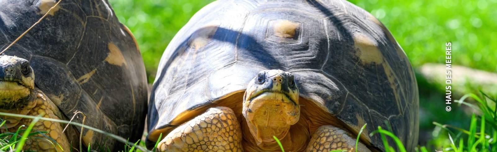 Bezirksflash: Neue Strahlenschildkröten im Haus des Meeres