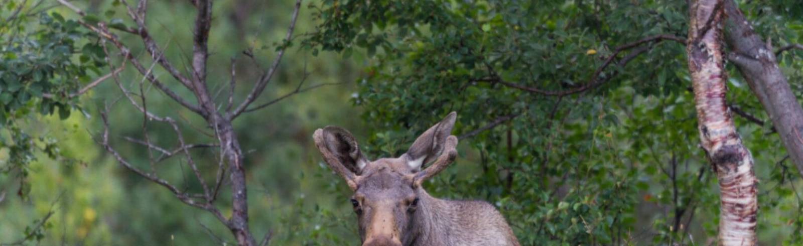 Tierschutz Austria warnt vor "Elchtourismus"