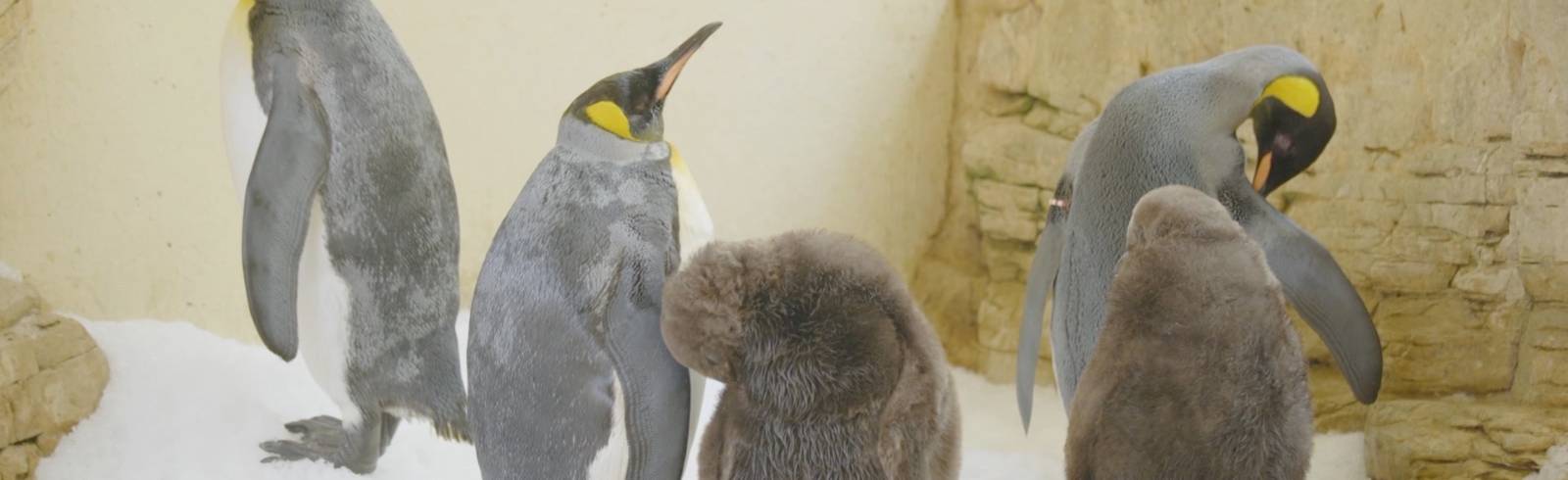 Tiergarten Schönbrunn: Königspinguin-Küken im Doppelpack