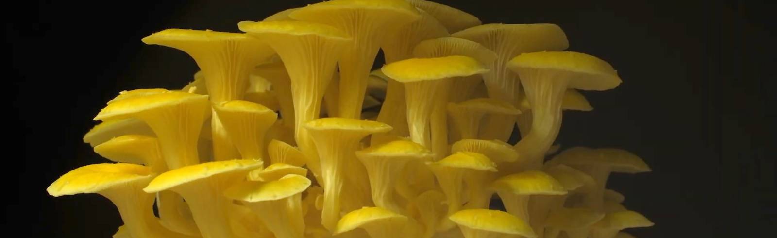 Bezirksflash: Neue Festspiele im Zeichen der Pilze